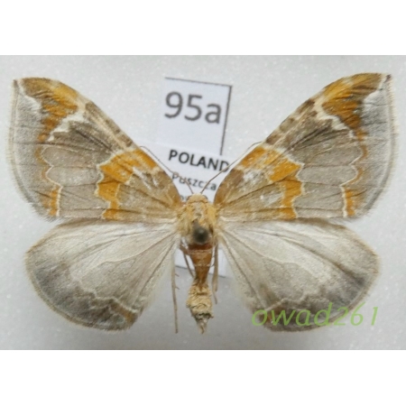 Eulithis pyropata (Hübner, 1809) Nacinek zorzyniak Poland95a